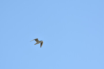 Wall Mural - seagull flies across the blue sky