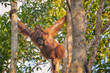 Orangutan on the tree in Borneo