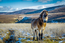 Winter, Exmoor Pony