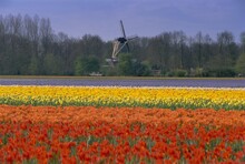 Tulip Fields And Windmill Near Keukenhof, Holland (The Netherlands), Europe