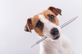 Fototapeta Zwierzęta - Dog Jack Russell Terrier holds a simple pencil in his mouth on a white background
