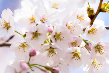  桜。クローズアップ。日本。和。美しい。