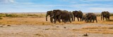 Fototapeta Sawanna - migration of elephants in amboseli park