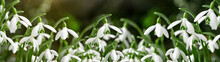 White Fresh Snowdrops Flower ( Galanthus ) On Green Meadow In Sunny Garden . Easter Spring Background Banner Panorama