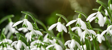White Fresh Snowdrops Flower ( Galanthus ) On Green Meadow In Sunny Garden . Easter Spring Background Banner Panorama