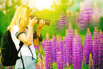 Wall Mural - Girl tourist with a camera takes pictures of beautiful lilac lupine flowers on a green meadow
