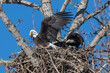 Bald eagle (Haliaeetus leucocephalus) building nest Calgary, Carburn Park, Alberta, Canada