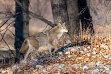 Coyote (Canis Latrans), Calgary, Alberta, Canada