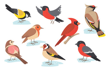 Wall Mural - Snowy time winter birds flying or holding branch. Colorful bullfinch, sparrow, tit, thrush set isolated on white. Vector illustration for nature, wildlife, snow season concept