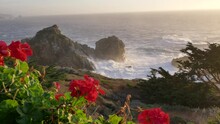 Beautiful Flowers Scenic Landscapes Of Big Sur Coast Of The Pacific Ocean With Huge Splash Waves