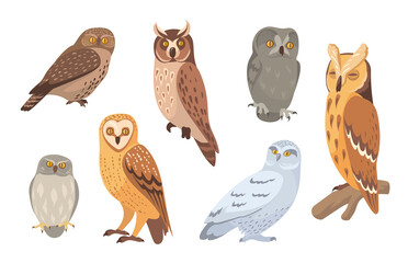Wall Mural - Owl species set. Brown, barn, horned, snowy, eagle, hawk owls isolated on white. Vector illustration for wild animals, wildlife, forest birds concept