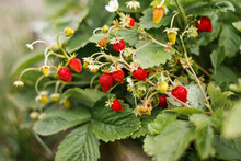 Wild Strawberry Bush In Forest. Red Strawberries Berry And White Flowers In Wild Meadow, Close Up