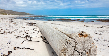 Large driftwood log on sandy beach of Cape Towns stormy coastline