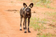 African wild dog (Lycaon pictus), also called