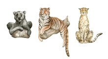 Watercolor Wild Big Cats. Panther, Tiger, Cheetah. Wild Jungle Animals.