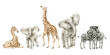 Watercolor set with wild savannah animals. Giraffe, elephants, zebra. Cute safari wildlife animal