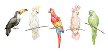 Watercolor Set With Colorful Parrots. Ara, Toucan, Cockatoo Birds. Green, White, Red, Pink Parrot. Beautiful Tropical Birds