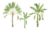 Watercolor palm tree in green color isolated on white background. Vintage banana trees. Floral tropical jungle.