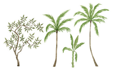 Watercolor palm tree in green color isolated on white background. Vintage coconut trees. Floral tropical jungle.