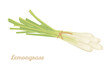 Bunch of lemongrass tied with rope isolated on white background. Vector illustration of fragrant herb in cartoon flat style.