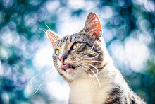 Portrait Of A Yawning Cat Against A Dark Sky On The Side