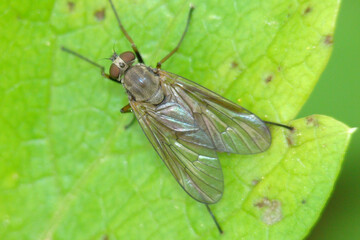 Wall Mural - Snipe Fly (Rhagio sp.)