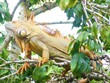 Iguana in a tree along Rio Frio in Cana Negro, La Fortuna, Costa Rica
