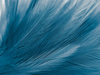 Wall Mural - Beautiful abstract blue feathers on white background, black feather texture on blue pattern and blue background, feather wallpaper, blue banners, love theme, valentines day, dark texture