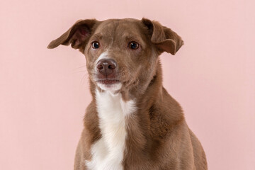 Wall Mural - brown dog with a funny face