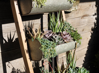 Wall Mural - succulent ladder 