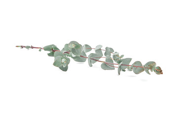 Wall Mural - Eucalyptus leaves isolated on white background. Green eucalyptus foliage