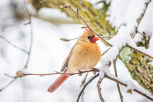 Puffed Up One Female Red Northern Cardinal, Cardinalis, Bird Sitting Perched On Tree Branch During Heavy Winter In Virginia, Snow Flakes Falling