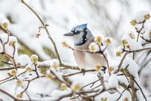 Blue Jay One Cyanocitta Cristata Bird Perched On Tree Branch During Winter Covered In Snow In Virginia With Snow Flakes Falling And Cherry Blossom Flowers