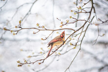 One Single Female Red Northern Cardinal Cardinalis Bird Perched On Tree Branch During Winter Snow In Northern Virginia