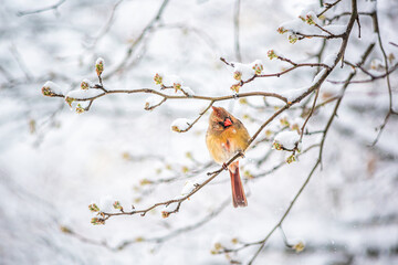 Wall Mural - One single funny female red northern cardinal Cardinalis bird perched on tree branch during winter snow in northern Virginia