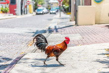 Key West, USA Wild Rooster Chicken One Single Animal Walking Crossing Street Road Sidewalk On Sunny Day In Florida Island City