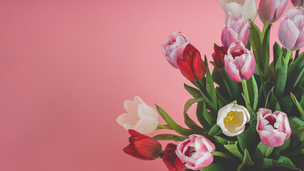 Wall Mural - Close-up of tulips on a dark pink coral background - asymmetrical wallpaper (widescreen 16x9)