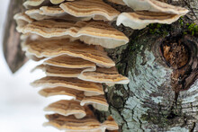 A Group Of Shelf Fungus