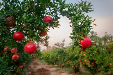 Pomegranate fruit on a tree