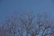 Trunk And Branches And Twigs Of A Tall Bare Tree Under The Blue California Winter Sky