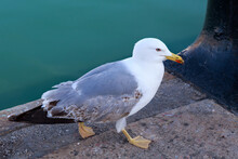 The Yellow-legged Gull (Larus Michahellis) Walking On The Pier Near Sea.
