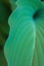 Hosta Leaf Detail
