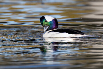 Wall Mural - Bufflehead