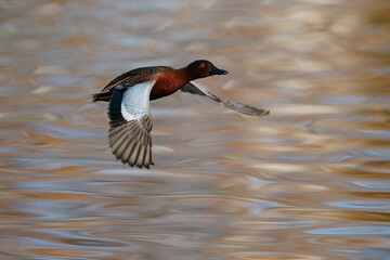 Wall Mural - Cinnamon Teal, Santee Lakes California