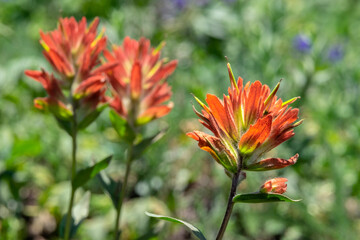 Poster - Indian paintbrush wildflower, USA