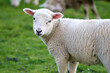 white baby sheep with an orange leash looking at camera with unfocused green background. lamb in the field looking at camera happy. wild animals in galicia free farm animals