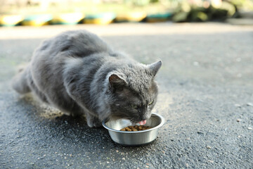 Homeless grey cat eating dry food outdoors. Abandoned animal