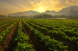 Landscape of peanuts plantation in countryside Thailand near mountain at evening with sunshine, industrial agriculture