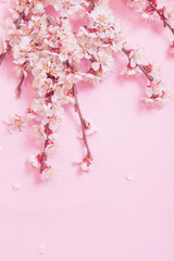 Poster - cherry flowers on pink paper background