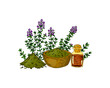© Kseniia - Hand drawn thyme branches with the bowl with dried herbs and essential oil bottle isolated on white background. Vector illustration in colored sketch style.